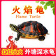 诗轩【深水龟】火焰龟 乌龟活物 深水龟 观赏宠物乌龟  龟苗 乌龟活体 3-4 厘 两只 情侣一对