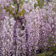 【虹越】多花紫藤盆栽苗 庭院花园美化装饰藤本花卉植物  多花紫藤 罗萨 C2