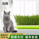 允西猫草水培猫草种子天然猫草种植套装猫咪零食 【水培盆+种子4包（50克×4包）】