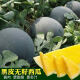 8424西瓜种子早熟新品种冰糖麒麟水果种子薄皮特大南方四季播 黑皮黄壤55粒