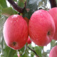 滨淇苹果树苗果树苗盆栽庭院地栽嫁接水果树苗木 2厘米粗苹果苗1棵