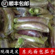 辰实【顺丰】东北面包茄子 新鲜现摘蔬菜 烧烤花茄子特产农家青茄子 3斤