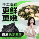 【福建源头产地】不吃小鱼 霞浦头水紫菜250g 手工头茬无沙免洗紫菜虾皮蛋花汤食材 源头直发包邮