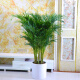 散尾葵盆栽 凤尾竹室内客厅大型绿植 袖珍叶夏威夷盆景富贵椰花卉 50-70厘米高10颗 不含盆