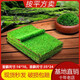 造景鲜活苔藓微景观青苔景观植物铺面短绒小灰藓搭配庭院桌面盆栽 纱布苔藓 纱布短绒藓16*10cm-10片装/盒