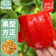 寿禾 辣椒种子不辣甜彩椒春季种植菜籽 潍丰赛尔娜2号红甜椒种子25粒