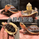 黄缘龟幼龟龟苗乌龟活物台缘龟活体闭壳金钱陆地箱龟宠物龟 2岁浙江缘(20-40克) 视频挑选黄缘龟