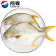 翔泰 冷冻海南金鲳鱼500g/2条 鲳鱼 海鱼 生鲜 鱼类 火锅  海鲜水产