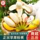湘口福漳州苹果蕉 苹果香蕉皇帝蕉芭蕉粉蕉国产超甜蕉新鲜水果 苹果香蕉 3斤
