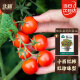 北蔬 矮生番茄种子蔬菜红珍珠小西红柿种籽 矮生盆栽红番茄种子50粒