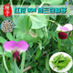 红花604荷兰豆 生吃甜脆豌豆菜麦豆大田菜园蔬菜红花菜豆种子 604红花荷兰豆108粒十肥料