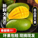 越南青芒果新鲜水果 应季孕妇水果现摘热带水果 9斤带箱（净重8.5） 大果单果300-400g