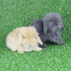 奇趣小宠宠物兔子活体荷兰垂耳兔子活物纯种网红宠物长不大小型一对幼崽白 黄+灰垂耳兔一对