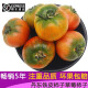顺丰 辽宁铁皮柿子西红柿 丹东碱地草莓柿子 新鲜绿腚柿子油柿子番茄蔬菜 2.5kg