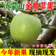 品质甄选山东金帅青苹果新鲜应季水果酸甜脆苹果水果现摘老人孕妇 4.5斤 一级大果