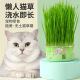 欢宠网 猫草种子猫薄荷猫零食去毛球化毛膏猫草水培种籽种植套装猫咪用品 猫草罐