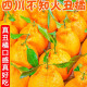 四川蒲江 不知火丑橘 丑柑 耙耙柑 桔子 柑橘 新鲜应季 手剥水果 10斤特大果