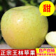 正宗王林青苹果青森日本引进脆甜苹果冰糖心绿平果孕妇水果5斤 5斤 85mm以上精选装