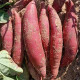 CAIFAN六鳌沙地红蜜薯 福建红心小红薯地瓜大果新鲜农家自种整箱 9斤