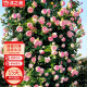 沭之美爬藤月季浓香型爬墙庭院花卉不含盆 粉色龙沙约1.6米左右高大苗