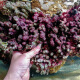 开缸造景活石 海水鱼深海枝状鹿角 石头 高钙顺丰快递发货已处理兴国海 养定超过60天活石有钙藻