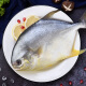 金鲳鱼 500g  鲜冻金鲳鱼 烧烤火锅食材 健康轻食 生鲜海鲜水产