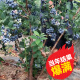 千温暖蓝莓树苗盆栽地栽南方北方种植阳台庭院当年结果耐寒超大果树苗 蓝莓树[10年苗]备注品种
