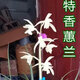 玫绚单苗价格 兰花 蕙兰 包成活 包开花 客厅 办公室绿植盆栽花卉 特香白鹤 拍多件发连体苗 不含盆