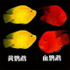血红鹦鹉鱼活体发财鱼财神鱼大型热带观赏鱼淡水好养 11-13红+黄鹦鹉混搭4条发顺丰