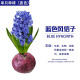 素蜜风信子种球水培室内水养植物土培盆栽花种子水仙花 蓝色风信子单球1个 -