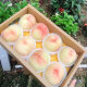 正宗无锡水蜜桃礼盒装 新鲜白凤桃子 特产生鲜团购送礼水果 8个礼盒装（单果5两左右）
