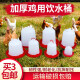 耐尔尼 鸡饮水器 鸡自动饮水器 小鸡鸭鹅雏鸡饮水桶 鸡用水槽 饮水壶 养鸡设备 白帽鸡饮水桶