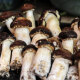 玉燕妃云南新鲜姬松茸出口级 可配羊肚蘑菇菌煲汤食材鲜菌菇 1000g