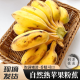 青惠悠广西自然熟苹果蕉香蕉小米奶焦粉糯米丑芭蕉现摘海南新鲜水果整箱 9斤净重