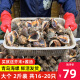 鲜随渔动青岛大海螺 1500g 鲜活海鲜贝类生鲜海鲜 中号海螺16-20只 1000g