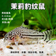 森悠（SARYOR）金苔鼠淡水鱼鱼缸清洁鱼观赏鱼热带鱼好养工具鱼吃垃圾鱼 豹纹鼠鱼4条(2-3cm)