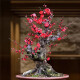泰西丝梅花盆栽红梅腊梅盆景树苗花卉植物 红梅地径约5厘米 （不含盆）