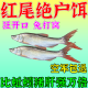 红尾专用饵料钓红尾黄尾青尾鮰专用饵窝料诱饵野钓黑坑小药诱鱼剂 一包【红尾专用饵料】