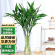 泰西丝水培绿植花卉 富贵竹10支约60-70cm高+六角花瓶（图案随机）