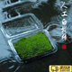 iosn苔藓微景观青苔植物鲜活白发藓创意小盆栽雨林缸diy盆景假山装饰 新鲜（双层）一盒