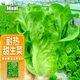IDEAL理想农业 生菜种子四季速生蔬菜种籽家庭盆栽种植耐抽薹生菜种子