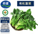 听蔬 有机菠菜 现摘现发 有机认证新鲜蔬菜 宝宝菠菜泥食材 无农残 长菠菜 500g