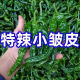 会龙特产特辣新鲜特辣皱皮青椒农家自种薄皮辣椒青椒新鲜蔬菜批发 5斤 新鲜特辣香辣净重