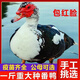 纯种黑番鸭正宗农家散养一斤重黑番鸭红脸鸭活苗番鸭苗活体幼苗大种黑番鸭活苗活体一斤重黑番鸭雁鸭 黑番鸭一只1斤左右【6只装】公母备注