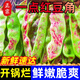 黄六爷东北油豆角现摘新鲜蔬菜黑龙江一点红油豆角九月青开锅烂整箱包邮 5斤【新鲜超嫩】