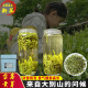 齐芽【安徽大别山金寨黄芽2024新茶】春茶浓香耐泡野生茶高山茶绿茶 二两/100g【罐装】