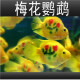血红鹦鹉鱼活体发财鱼财神鱼大型热带观赏鱼淡水好养 10-11cm红+黄+梅花鹦鹉各1条