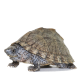 八戒姐姐剃刀龟苗活体深水龟乌龟活物宠物龟屋顶龟观赏活体龟活体乌龟宠物 剃刀3.5-4.2cm