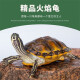 诗轩[深水龟] 诗轩 火焰龟乌龟活体宽纹红黄腹长寿龟观赏宠物龟吃菜龟 6-7厘米 可爱 一只
