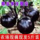 新鲜圆茄子5斤现摘新鲜茄子农家自种应季蔬菜 精品圆茄5斤